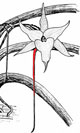 Angraecum sesquipedale et son éperon de plus de 25 centimètres