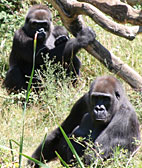 Gorilles
