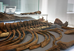 Kebara II, le squelette