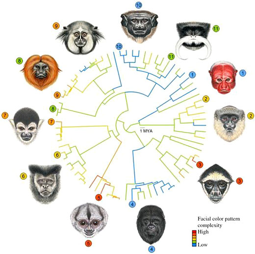 Visages de primates, différents en terme de couleur et de complexité