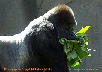 Gorille mangeant des feuilles - Patrice Morin