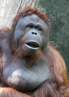 Orang-outan, un ADN spécifique...