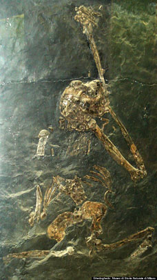 Oreopithecus bambolli