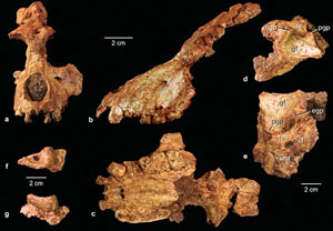 Saadanius hijazensis - L'ensemble des restes du crâne retrouvé