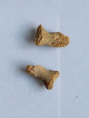 phalanges-neandertal-ciemnia