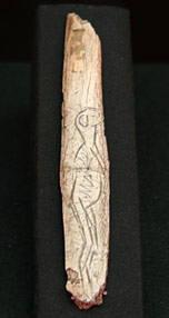 Cote de renne gravée