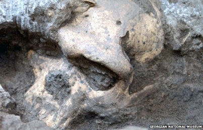 Le fameux crâne du "cinquième homme" découvert à Dmanissi : Skull 5
