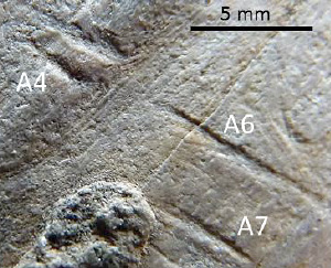 Traces de découpe il y a 2,6 ma en Inde