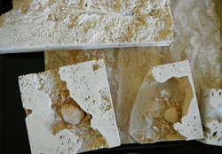 Plumes et crabes fossilisés retrouvés sur le site de Kocabas en Turquie