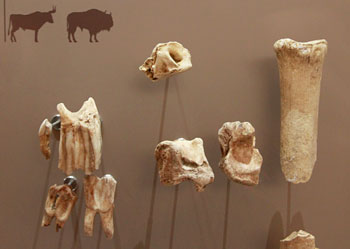Ossements bisons et aurochs au Moustier