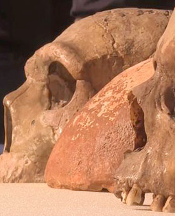Le crâne de Manot entre Sapiens et Néandertal