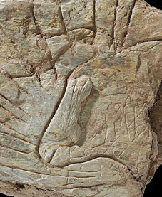 Des gravures de 14000 ans en Bretagne