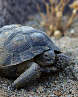 De la tortur au menu des palolithiques il y a 400 000 ans ? 