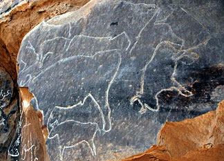 Site de Qurta, gravures rupestres de bovinés