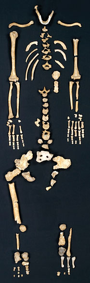 Squelette du néandertalien Regourdou 1