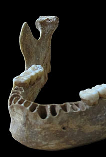 ADN décrypté Sapiens Néandertal Roumanie