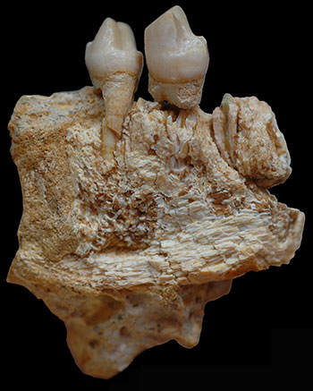 mandibule-oreopithecus-bambolii