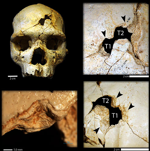 Le crâne de la victime du meurtre dela Sima de los Huesos 