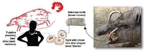 Perles travaillées dans des dents de baboroussa