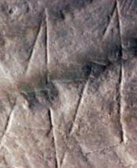 Gravure sur le coquillage daté de - 500 000 ans