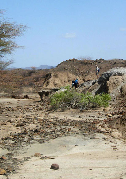 Pas de fossiles d'hominides au lac Turkana entre 2,25 et 1,85 millions d'années