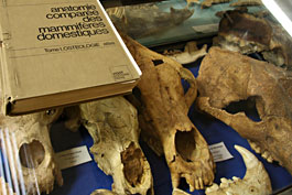 Crâne de mammifère