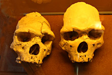 Crâne d'Homo erectus - Tautavel