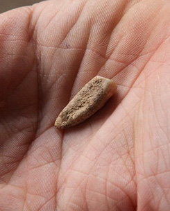 Dent de - 550 000 ans à Tautavel