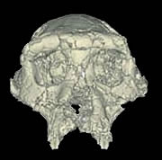 Crâne de Toumaï en 3D