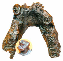 Une mandibule de Sahelanthropus tchadensis