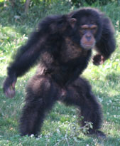 Chimpanzé en locomotion bipède