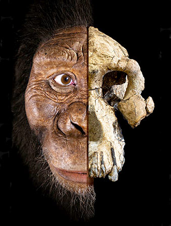 Face à Australopithecus anamensis !