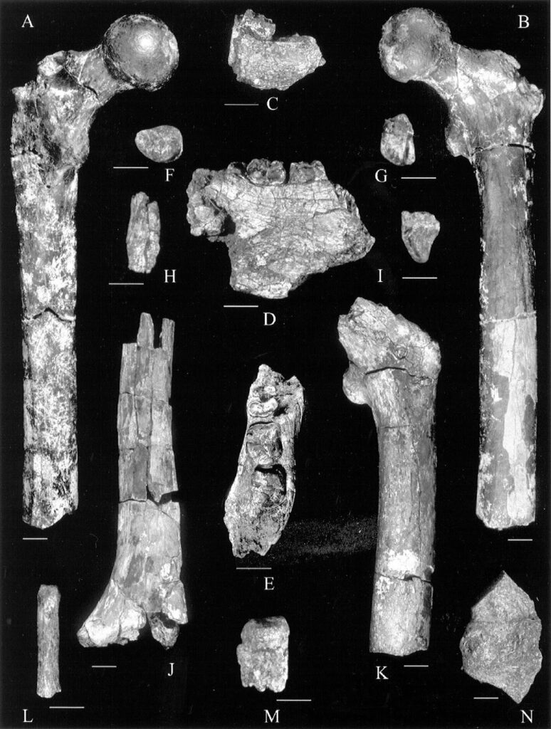 Fosilles d'Orrorin tugenensis