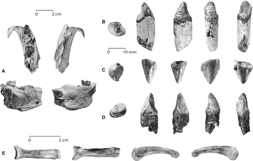 Ardipithecus kadabba