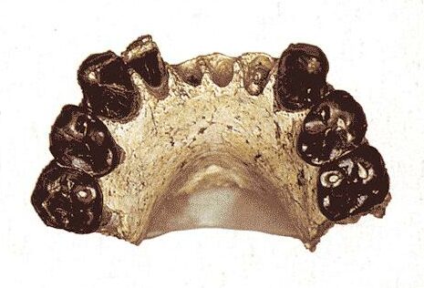 Australopithecus bahrelghazali