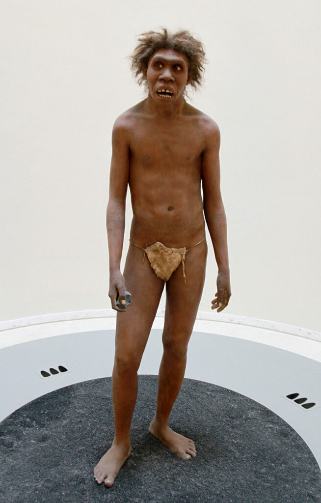 Homo ergaster Turkana