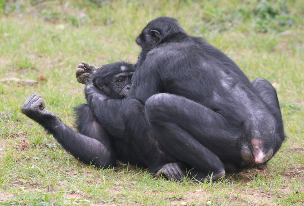 Amours de bonobos