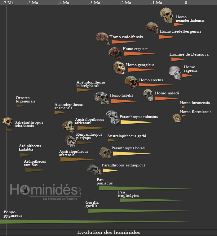 Arbre généalogique des hominidés