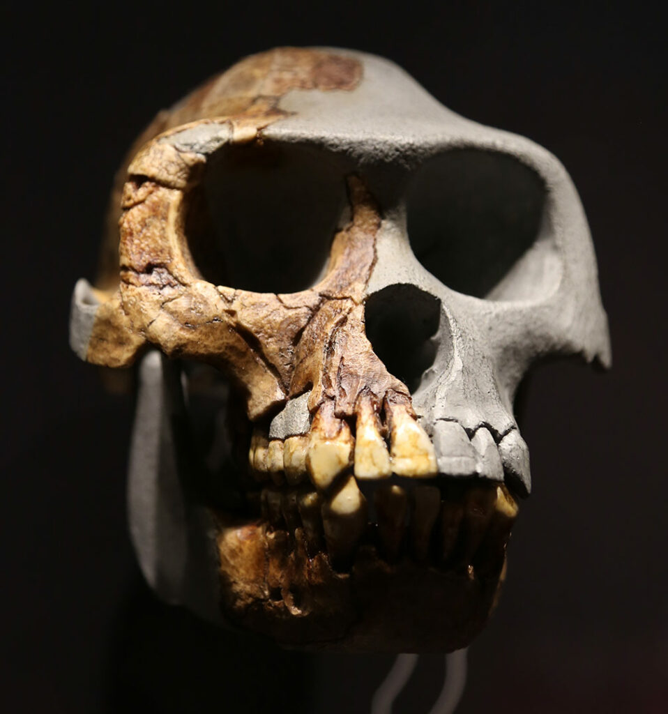 Ardipithecus ramidus