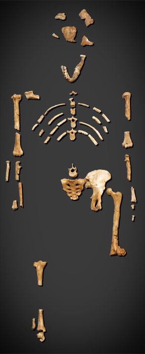 Squelette Australopithecus afarensis