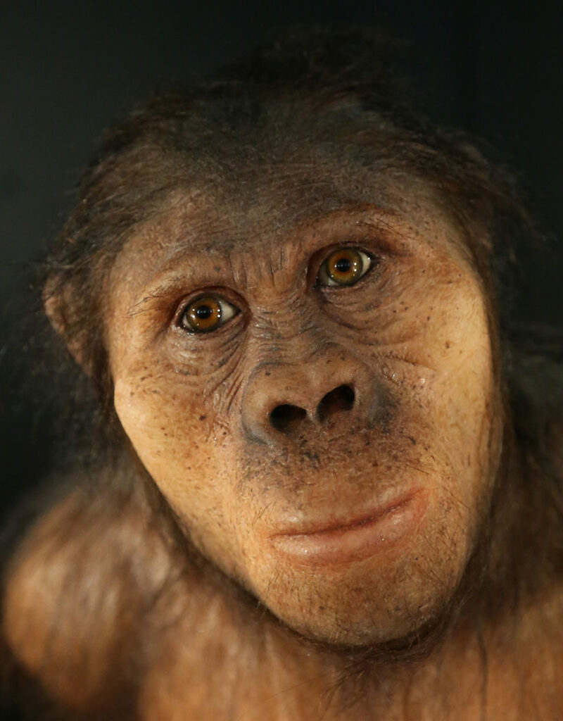 Australopithecus africanus