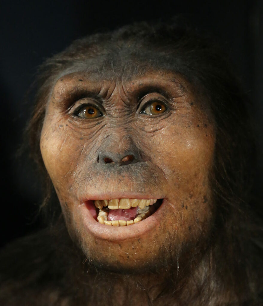 Australopithecus afarensis