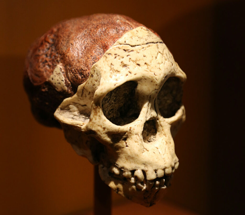 Enfant de Taung