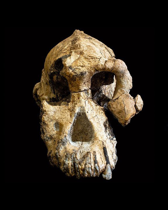 Australopithecus anamensis