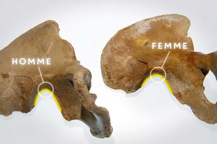 Les bassins féminins et masculins