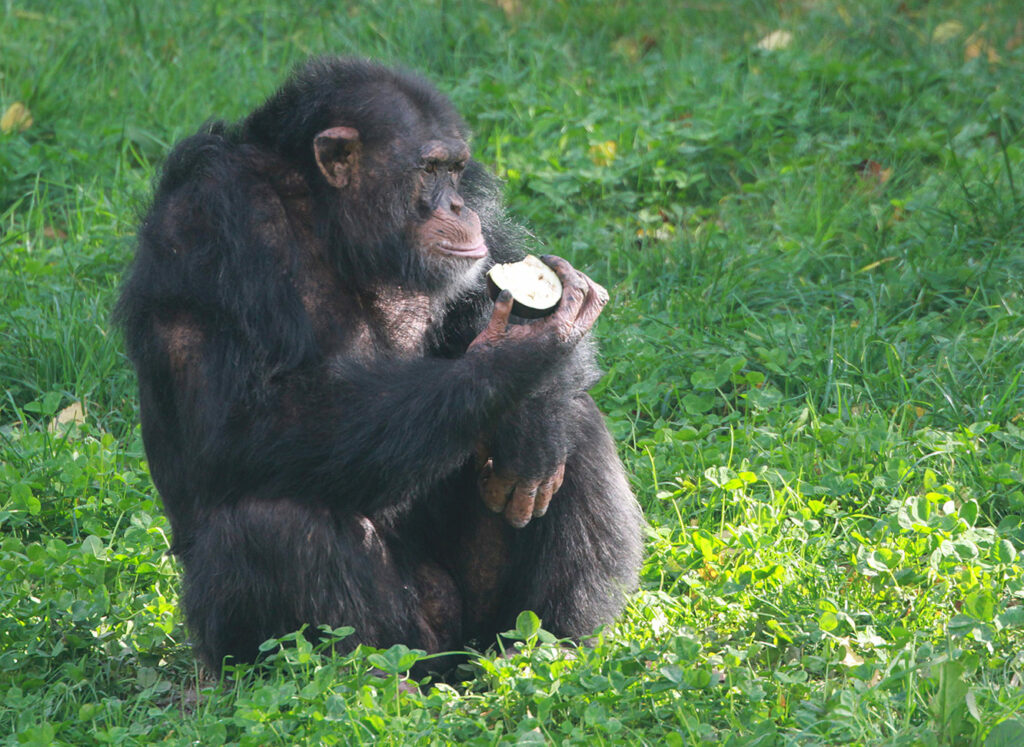 Tête de chimpanzé