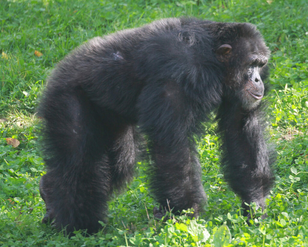 Mâle chimpanzé