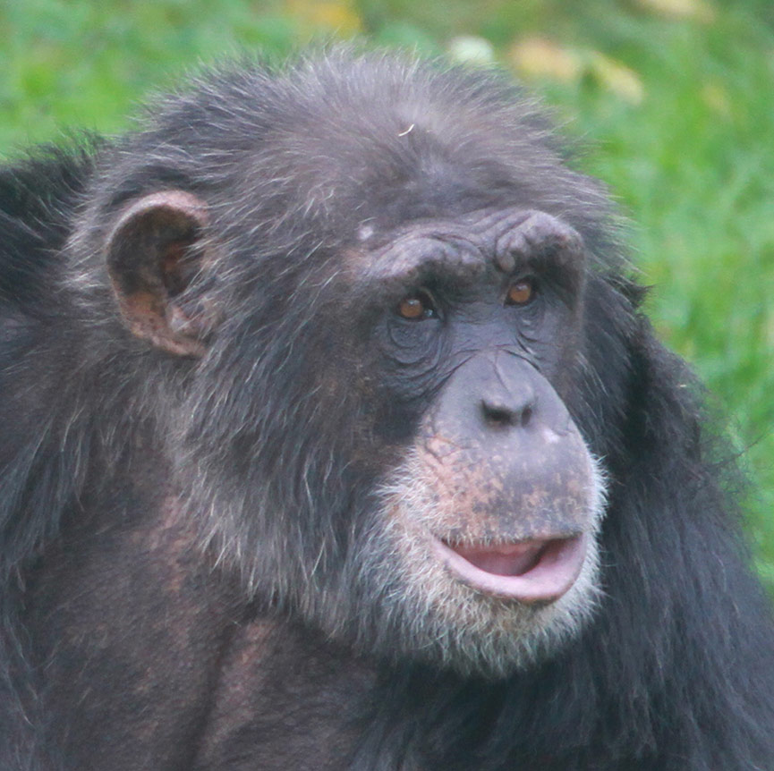 Tête de Chimpanzé