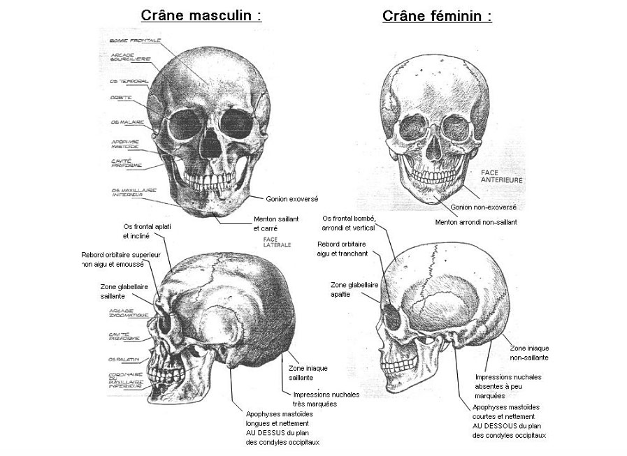 Comparaison crâne Femme et Homme