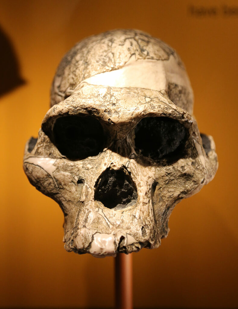Crâne Australopithecus africanus